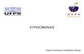 CITOCININASroneiandre.dominiotemporario.com/doc/10 CITOCININAS.pdf · CK →promove a citocinese CK →promove a divisão celular G1 ...