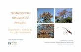NEMÁTODO DA MADEIRA DO PINHEIRO - icnf.pt · (Agência Europeia do Ambiente) Género Doenças Pragas Pinus 7 5 Quercus 5 1 Picea/Abies 3 1 Larix 1 Fraxinus 1 Eucalyptus 1 Ulmus 1