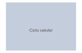 aula 12 ciclo celular - Portal IFSCanapaula/ffi710/2008/aula12.pdf · • Senescência celular replicativa • Principalmente devido a ausência de telomerases • Células imortalizadas