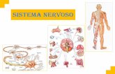 SISTEMA NERVOSO - colegiosantarosa-pa.com.brcolegiosantarosa-pa.com.br/.../8ano_sistema_nervoso.pdf · Responsável pela maioria das funções de controle de um organismo, integrando