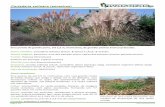 Cortaderia selloana (penachos) - invasoras.ptinvasoras.pt/wp-content/uploads/2013/02/Cortaderia-selloana.pdf · densas, branco-prateadas (por vezes violeta-claras), com 40-70 cm,
