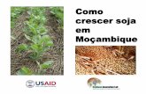 Como crescer soja em Moçambique - Soybean Innovation Labsoybeaninnovationlab.illinois.edu/files/Agronomy Extension... · Há uma forma de vida em que as bactérias do solo chamado.
