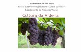 Departamento de Produção Vegetal Cultura da · PDF fileDestino da produção de uvas brasileiras . Fonte: Anuário Brasileiro da Uva e Vinho (2005). Destino da produção de uvas