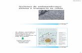 Sistemas de endomembranas: síntese e transporte na célula · estruturas de diferentes tipos celulares Compartimentos intracelulares Síntese e distribuição de proteínas na célula.