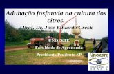 Adubação fosfatada na cultura dos citros. - IPNI - Brasilbrasil.ipni.net/ipniweb/region/brasil.nsf... · Sua principal função é o fornecimento de energia e participação na