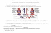 Anatomia Funcional do Sistema Cardiovascularfiles.edfisica.webnode.com/200000330-5f88460c10/Sistema... · 2009-08-29 · Terceira etapa da coagulação ... o que implica que a velocidade