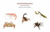 ARTROPODES Pernas articuladas - Educacional · Escreva no caderno Invertebrados Artrópodes – Insetos Observe o próximo slide e registre as características comuns encontradas