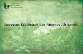 Aspectos Ecológicos dos Mognos Africanos · (Fotos: A, B e C: Daniel T. Pinheiro. D: P. Poilecot). Características morfológicas de Khaya senegalensis. A) Folha. B) Ramo. C e D)