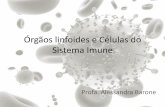 Órgãos linfoides e Células do Sistema Imune©lulas do sistema imune •Stem Cell – Célula tronco hematopoiética •Estímulo para produção celular •Autorenovação e diferenciação