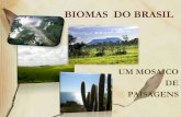 BIOMAS DO BRASIL - files.professorelves.webnode.com.brfiles.professorelves.webnode.com.br/200000110-0231204250/Biomas do...Principais Biomas Os biomas diferem quanto à fisionomia,