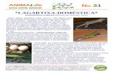 *LAGARTIXA-DOMÉSTICA* · Briba, labigó, largatixa, osga, taruíra... são alguns dos nomes populares brasileiros dados para esta espécie de réptil exótica, originária da África.