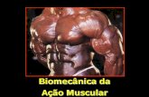 Biomecânica da Ação Muscular - profedf.ufpr.br Muscular.pdf · Então, para haver hipertrofia é necessário primeiro adicionar núcleo à célula muscular O núcleo irá aumentar