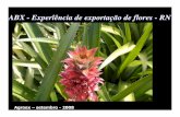 ABX - Experîência de exportação de flores - RNmapas.agricultura.gov.br/agroeventos/uploads/20080923_151125... · Outubro de 2006 -Capacitação em colheita e pós-colheita. ...