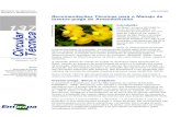 Recomendações Técnicas para o Manejo de Insetos-praga do ...ainfo.cnptia.embrapa.br/digital/bitstream/item/141493/1/... · amarelas e na lateral abaixo linha escura mais larga