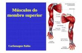 Músculos do membro superioranatomia.icb.ufrj.br/material/Carlo_MusculosMembroSup.pdf · Flexores: Músculos que movimentam os dedos Flexor superficial dos dedos; Flexor profundos