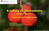 A Cultura do Medronheiro - Pages - Homepage · do tronco e os restantes rebentos provenientes das raízes. O Medronheiro Foto : Internet MSequeira - Sardoal – 19 novembro 2015 ...