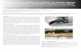 Steno bredanensis) encalhado no Espírito Santo, Brasil · ocorrem desde a região nordeste até o estado do Rio Grande do Sul, alimentando-se de cefalópodes e peixes. Alguns exemplares