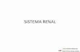 SISTEMA RENAL - enfermeirodiogo.comenfermeirodiogo.com/pdf/anatomia-e-fisiologia-humana/sistema-renal.pdf · SISTEMA RENAL: 2 Rins 2 1 Bexiga urinária 1 Uretra . Canal Professor