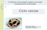Ciclo celular - Professor | PUC Goiásprofessor.pucgoias.edu.br/SiteDocente/admin/arquivosUpload/18497... · Mitose e Meiose. Conceitos:-Mitose e meiose é responsável pela continuidade