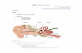 Órgãos dos sentidos · o Presente nos ovinos o Encontradas no membros torácicos e pélvicos o Marcadores de trilha Glândulas do divertículo inguinal: o Úbere ou escroto dos