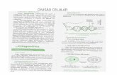 DIVISÃO CELULAR - sindcomteresina.com.brsindcomteresina.com.br/gerencia/material/_DIVISAO.pdf · Divisão Celular l. Mitose É o processo de divisão celular que se caracteriza pela