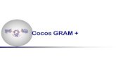 Cocos GRAM + · Staphylococcus. O nome “aureus ... Microbiota normal da pele e da mucosa de seres humanos e animais superiores. Importante na infecção hospitalar