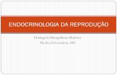 ENDOCRINOLOGIA DA REPRODUÇÃO - ufpel.edu. · PDF fileGlândula pineal. Endocrinologia da Reprodução Glândulas Endócrinas Hipotálamo . Endocrinologia da Reprodução Glândulas