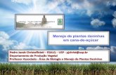 19/11/2010 18:32 pjchrist@usp.br 1 - manejo de plantas... · Principais plantas daninhas em cana-de-açúcar Área ... 2–Tudo começaantes do plantio –medidas preventivas ...