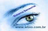 Nossos olhos são quase esféricos e estão alojados nas ...wbio.com.br/wp-content/uploads/2016/08/Sistema-Sensorial-Wbio.pdf · "menina do olho". Ela regula a entrada de luz no olho;