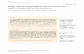 Myofibroblastoma palisade, contribution to literaturermmg.org/exportar-pdf/2245/e1846.pdf · 5. Kleist B, Poetsch M, Schmoll J. Intranodal palisaded myofibro-blastoma with overexpression