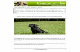 Rui Viveiros - camposdolis.com · Esta newsletter destina-se a ser um espaço de informação e divulgação dos ... os cachorros estão devidamente vacinados às 11 ... bem alimentado