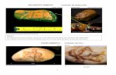 FOSSIL EMBRYOS embriões fósseis Um conjunto em forma de …rcfilms.dotster.com/arribas-abalo-squid-embryos.pdf · uma espécie gigante dominou e povoou outros mares. Há noutros