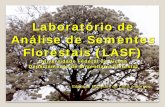 Laboratório de Análise de Sementes Florestais Universidade ... · laudo tÉcnico para validaÇÃo da identidade da planta ou do campo de plantas fornecedoras de material de propagaÇÃo