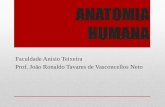 ANATOMIA HUMANA - jvasconcellos.com.brjvasconcellos.com.br/fat/wp-content/uploads/2012/08/Aula-04-AH.pdf · pela síntese de todas as proteínas neuronais. Local de recepção de