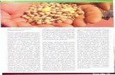 Lentilha - Infoteca-e: Página inicial · -vagem e ervilha-verde (considerados hortaliças), soja e amendoim (utiliza-dos para extração de óleos), alfafa e ... Gregor Johann Mendel,