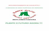 REFLORESTAMENTO DE EUCALIPTO - viveiroambiental.com.br · O carbono seqüestrado pela floresta de Mogno Africano está sendo vendido para empresas poluidoras da América do Norte