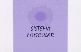 SISTEMA MUSCULAR - irp-cdn.multiscreensite.com · urina e gametas do sistema reprodutivo. Os músculos esqueléticos promovem o fluxo de linfa e o retorno do sangue para o coração.