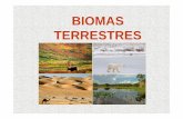 Ecologia Biomas Terrestres - marillac.g12.br · OS BIOMAS BOVOLON (2012) BIOMAS TERRESTRES BOVOLON (2012) ... • Chuva abundante e altas temperaturas o ano todo. ... 3/4/2012 11:35:15