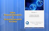 Grupo 1: Cássia Gomes Rubiane Borbagraduacao.iqsc.usp.br/files/Seminário-tema-1-Cássia-e-Rubiane.pdf · de polinucleotídeos. Polimerização de nucleotídeos Ácidos Nucleicos
