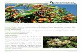 Pittosporum undulatum (árvore-do-incenso)invasoras.pt/wp-content/uploads/2012/10/Pittosporum-undulatum.pdf · Carvalhais ibéricos de carvalho-cerquinho (Quercus faginea) e carvalho-da-Argélia