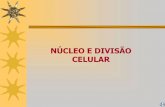 NÚCLEO E DIVISÃO CELULAR - monteirolobatomaceio.com.br · NÚCLEO E DIVISÃO CELULAR O núcleo celular (descoberto por Robert Brown, 1833) é uma estrutura presente nas células