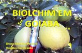 BIOLCHIM EM GOIABA - tamaso.com.brtamaso.com.br/biolchim/.../uploads/2016/10/rpecasodesucessogoiaba.pdf · Cultura: Goiaba Área: I e III Data Produtos Dosagem (kG ou L por hectare)