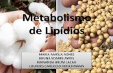 Metabolismo de Lipídios - ufpel.edu.br · •Malonil CoA INIBE CAT não há beta oxidação •A partir do PALMITATO •Ação de sistemas de alongamento presentes no REL •Mecanismo?