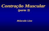 Contra§£o Muscular - ufrgs.br em PDF/17...  A. Tipos de excita§£o da musculatura lisa 2 Multi-unit