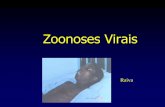 Zoonoses Virais · Profilaxia pós-exposição Ferida - lavagem intensa com agua e detergente, e debridação Imunização passiva - imunoglobulina anti-rábica humana, 50% em