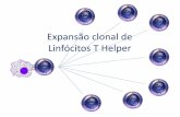 Expansão clonal – Linfócitos T Helper · •Ativação dos linfócitos T –Entrada do antígeno no organismo –Captura do antígeno pelas células dendríticas –Migração