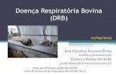 Doença Respiratória Bovina (DRB) - dracena.unesp.brdracena.unesp.br/Home/GruposdeEstudo/NERU491/doenca-respiratoria... · •O complexo de doenças respiratórias dos bovinos (DRB)