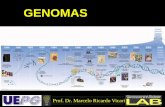 GENOMAS - cbsflab.comcbsflab.com/wp-content/uploads/2017/03/genomas-parte-1.pdf · O número total de genes é conhecido para algumas espécies Em eucariotos parece não existir uma