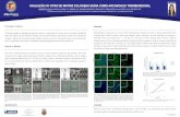 * Departamento de Cirurgia e Traumatologia Buco-Maxilo ...sobrape.com.br/anais/pdf/1154.pdf · em 3, 7 e 10 dias. Fluorescência verde revela o citoesqueleto de actina, e azul, núcleos