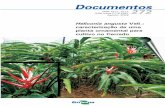 Heliconia angusta Vell.: caracterização de uma planta ...ainfo.cnptia.embrapa.br/digital/bitstream/CPAC-2010/31951/1/doc... · Bertioga, São Paulo, H. angusta foi encontrada na